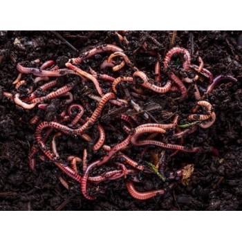 1 Kilo Regenwürmer kaufen Natürliche Bodenverbesserung für Ihren Garten
